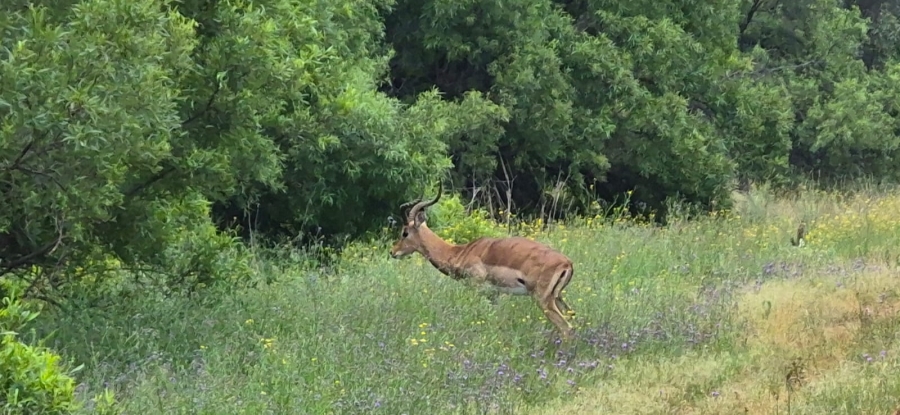 10 Bedroom Property for Sale in Swartruggens North West